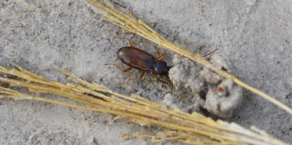 Thalassophilus longicornis, Carabidae